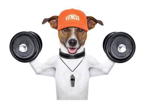 fitness for dogs 2.jpg